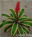 Ehmeja fulgens - lat.aechmea fulgens 